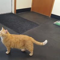 Verona Veterinary Medical Service, S.C. ico