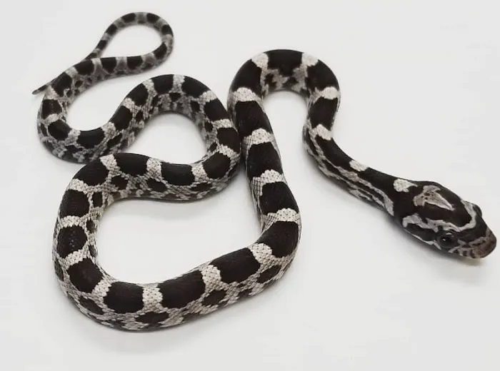 Paramount Reptiles 2