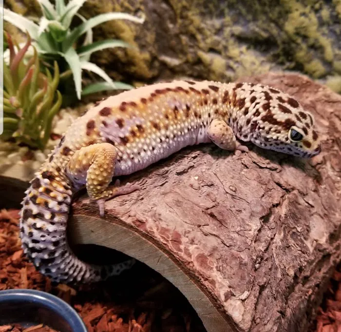 Paramount Reptiles 1