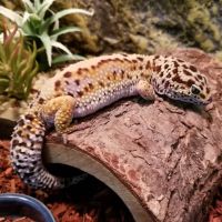 Paramount Reptiles ico