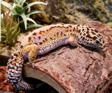 Paramount Reptiles