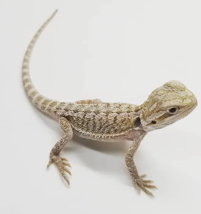Paramount Reptiles 9