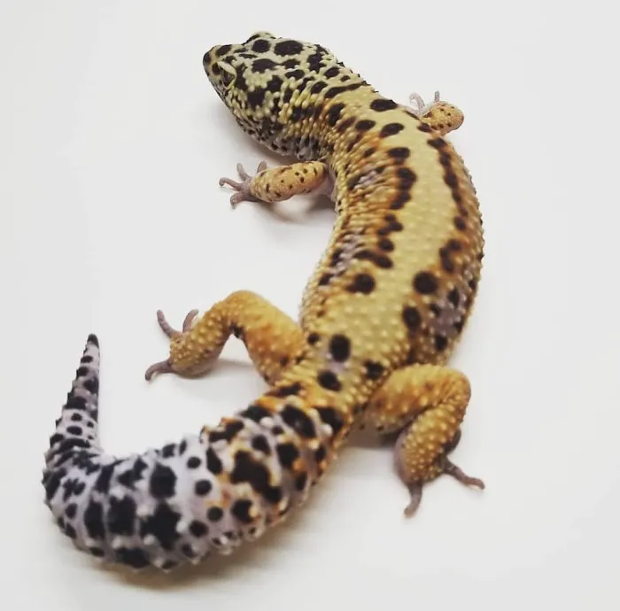 Paramount Reptiles 3