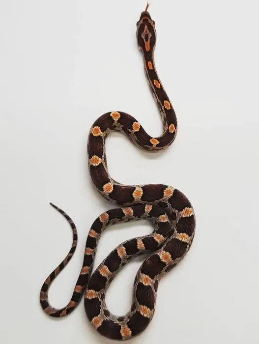 Paramount Reptiles 10