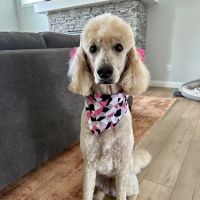 Country View Veterinary Service ico