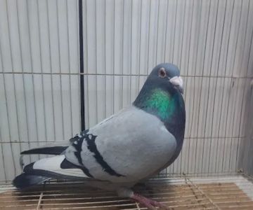 Velocitypigeons racing pigeons for sale