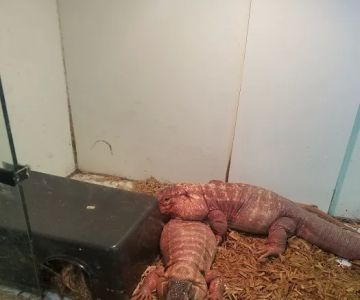 Rainbow Reptile Store