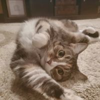 Healthy Pets of Hayden Run ico