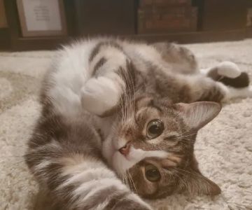 Healthy Pets of Hayden Run