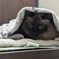 Faithful Friends Veterinary Clinic ico