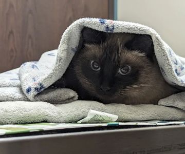 Faithful Friends Veterinary Clinic