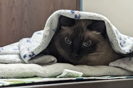Faithful Friends Veterinary Clinic