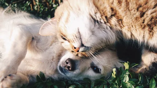 Faithful Friends Veterinary Clinic 12