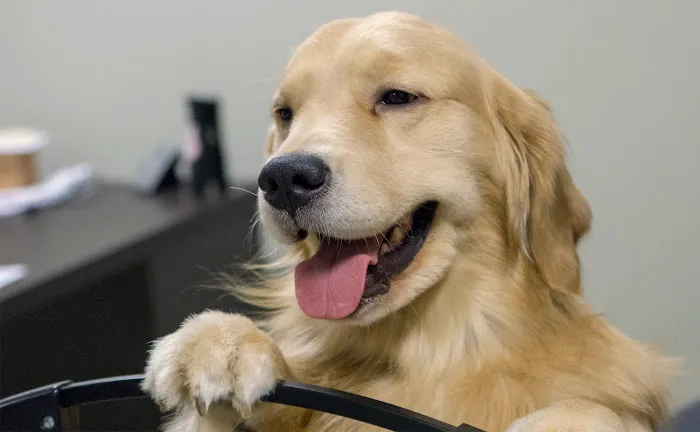 Faithful Friends Veterinary Clinic 12