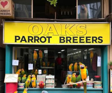 Parrots for sale in USA