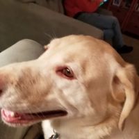 Buck Gardens Animal Hospital ico