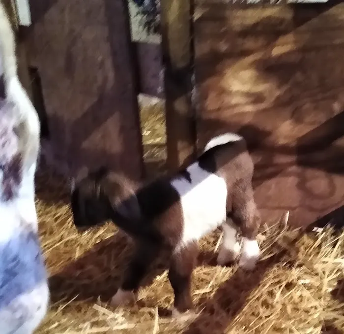 Rocky Knoll Large Animal Veterinary Services 1