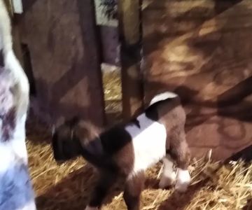Rocky Knoll Large Animal Veterinary Services