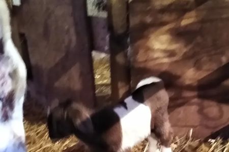 Rocky Knoll Large Animal Veterinary Services