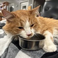 Veterinary Emergency Group ico