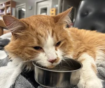Veterinary Emergency Group