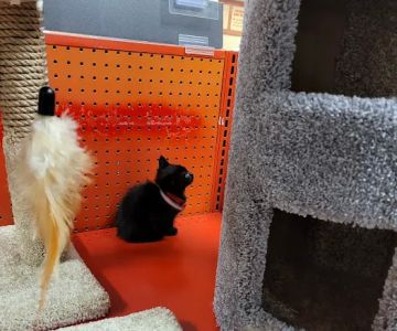 Petco