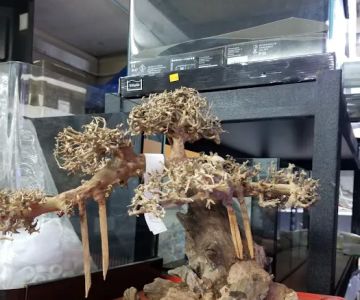 C K Fish World
