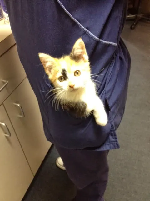 Animal Care Unlimited 12