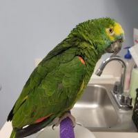 Animal Care Unlimited ico