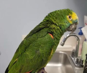 Animal Care Unlimited