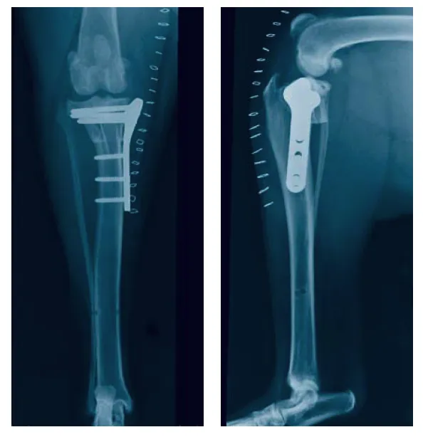 Bone, Joint and Spine Clinic 12