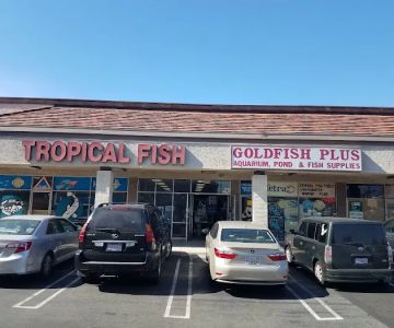 Goldfish Plus