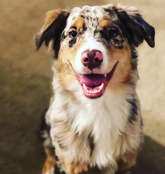 Riverside Animal Care Center: Wisecup M DVM 12