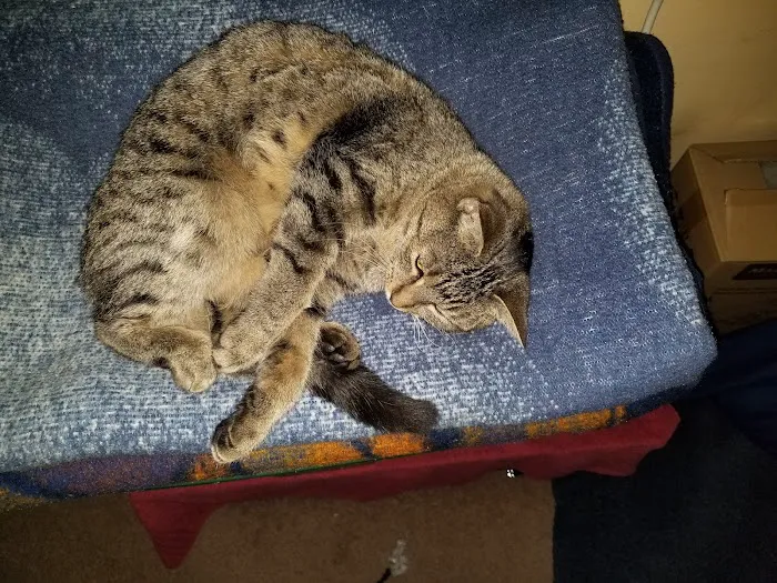 Capital City Spay and Neuter Clinic 12