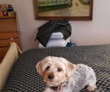 Capital City Spay and Neuter Clinic