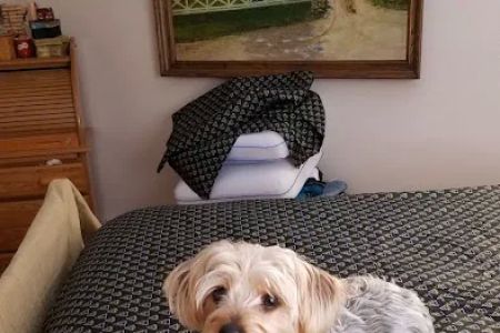 Capital City Spay and Neuter Clinic