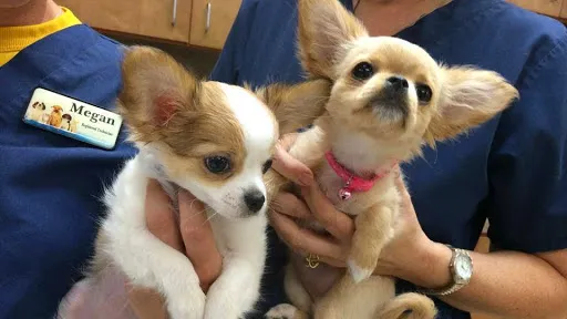 Riverside Drive Animal Care 8