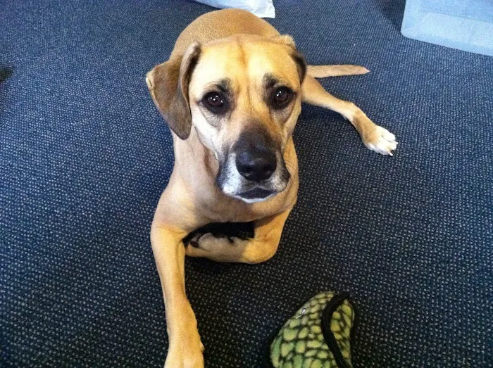 Riverside Drive Animal Care 6