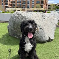 Riverside Drive Animal Care ico