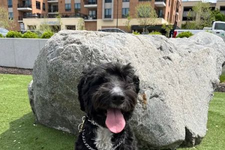 Riverside Drive Animal Care