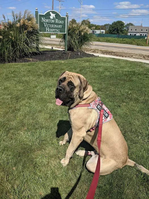 Norton Road Veterinary Hospital 12