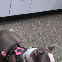 Healthy Pets of Bren-Lor ico