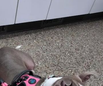Healthy Pets of Bren-Lor