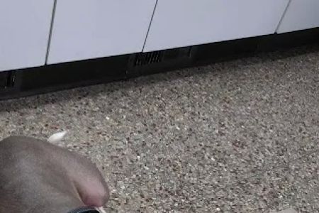 Healthy Pets of Bren-Lor