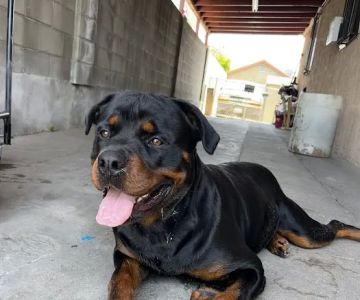Valley Pet & Supply (+Grooming)