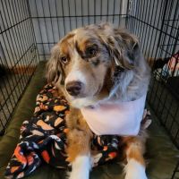 THE Grove City Veterinary Hospital ico
