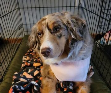 THE Grove City Veterinary Hospital