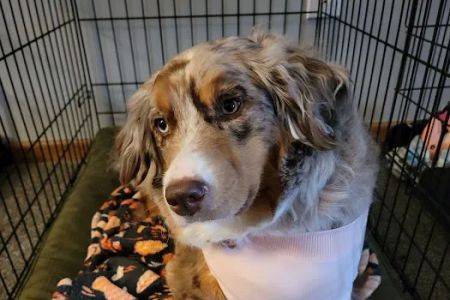 THE Grove City Veterinary Hospital