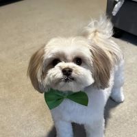 Community Veterinary Clinic ico