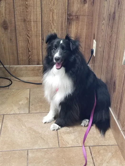 Community Veterinary Clinic 12